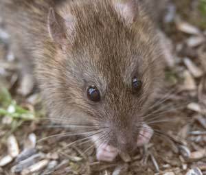 Wanderratten Bekampfen Ratten Bekampfen Und Vertreiben Lexikon