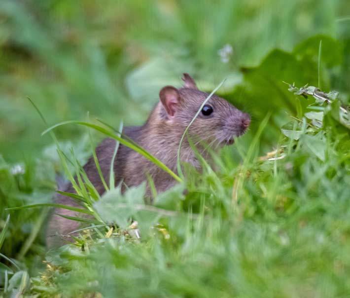 Wanderratten bekämpfen – Ratten bekämpfen und vertreiben – Lexikon der  Schädlinge